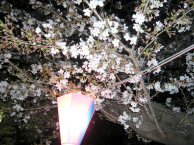 桜７.jpg