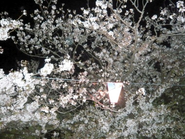 桜８.jpg
